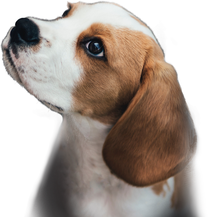 cute puppy